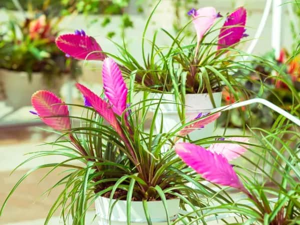 Jak udekorować kwiaty doniczkowe na prezent, by zachwycić obdarowanego